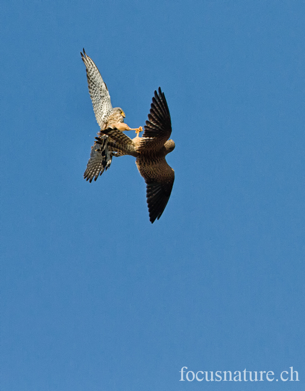 Faucon crecerelle 0504.jpg - Faucon crécerelle - Common Kestrel - Falco Tinnunculus (Genève, Suisse, mars 2012)